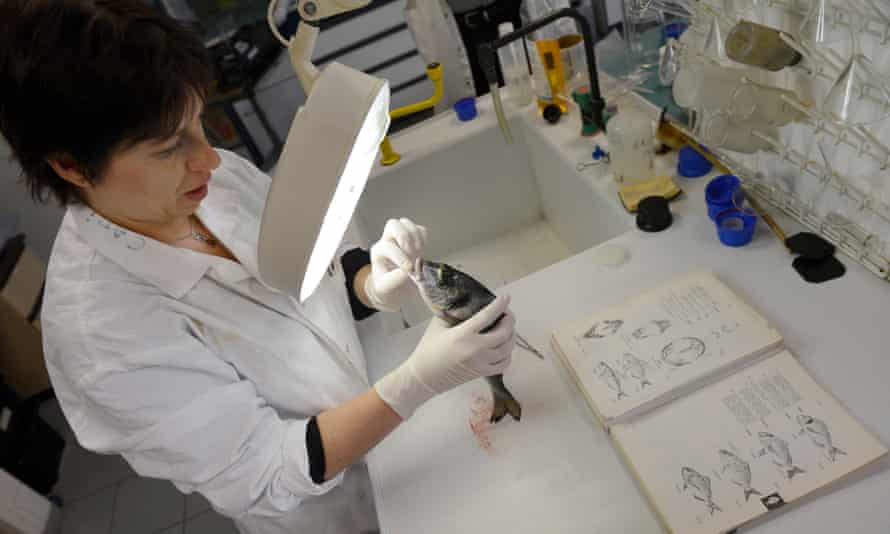 Chemist in France identifies a fish