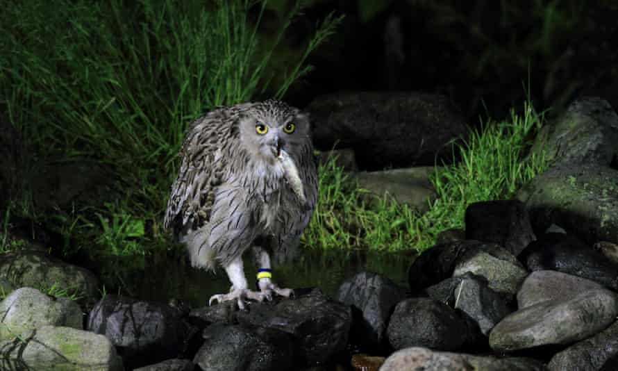 Blakiston’s fish owl, fishing in Japan.
