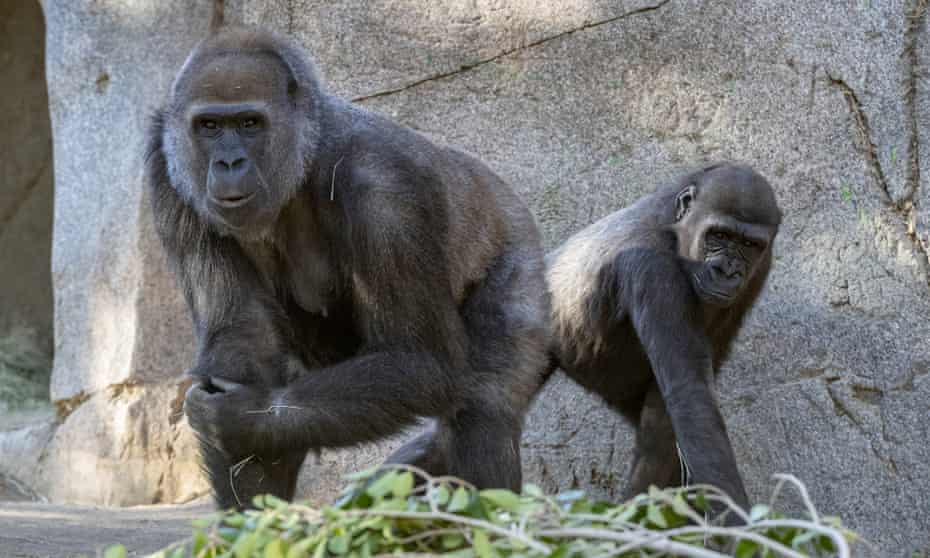 San Diego zoo gorillas