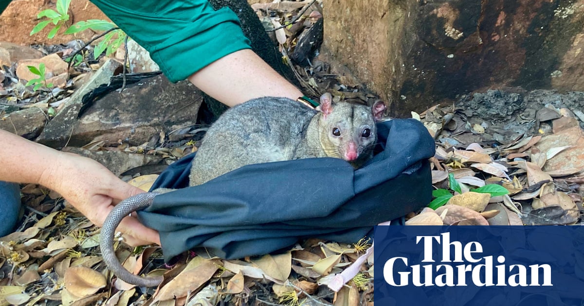 ‘Secretive, adorable weirdos’: rare possum caught in the Northern Territory for first time