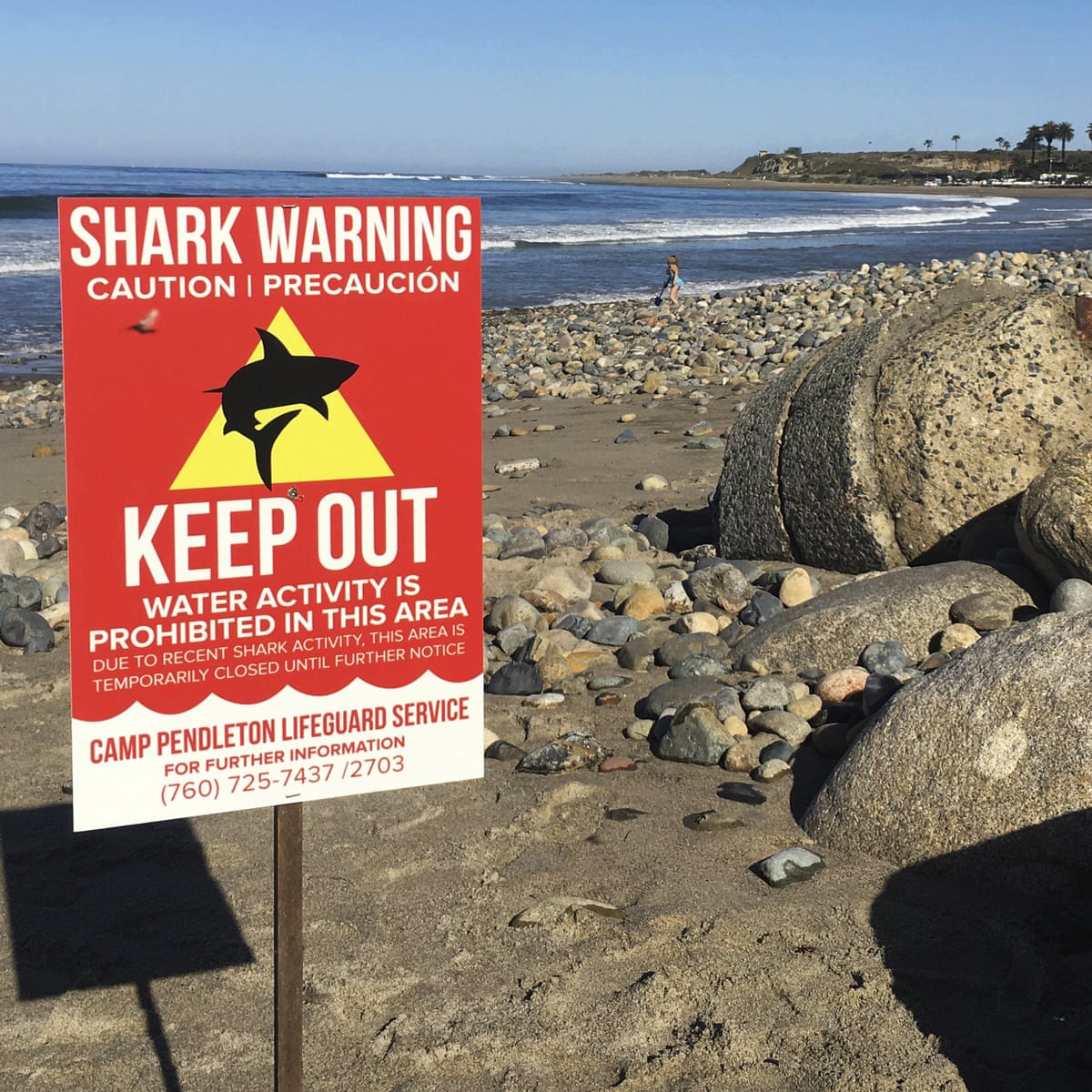 The back of her leg was missing': woman bitten by shark in California | Sharks | The Guardian