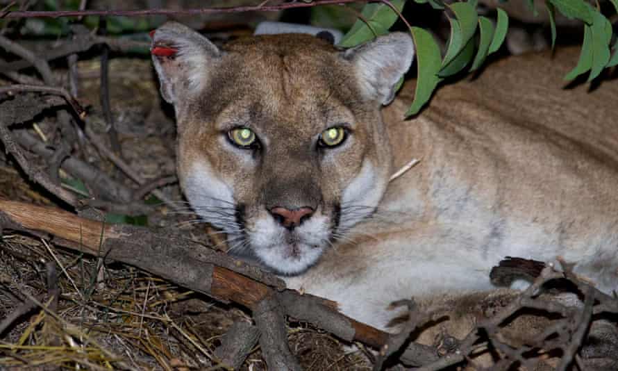 Mountain lion P22