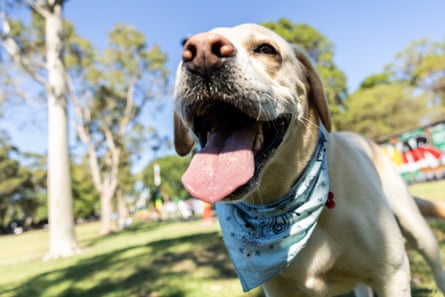 Murphy the labrador in one of his bandanas in the park