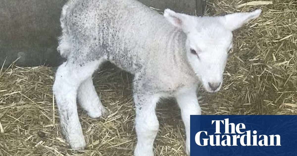 Police seek Sunderland prankster who steals lambs and leaves them in gardens