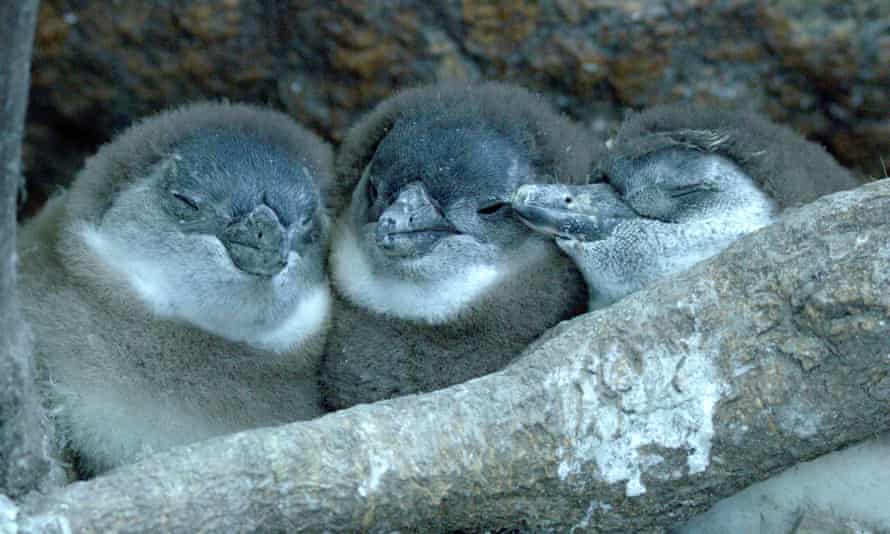 Chick chic ... Penguin Town.