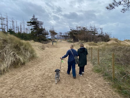 Two people walking with dog on a sandy path amid sand dunes. Conifers, some dead, up ahead.