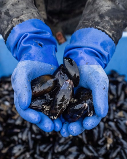 Two gloved hand holding mussels