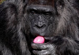 Fatou, a western lowland gorilla, eats a hard-boiled Easter egg in Berlin, Germany
