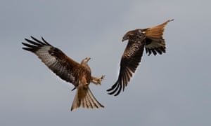 Red kites in Oxfordshire.