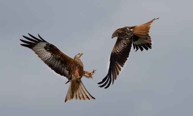 POLL: Is it justified to kill wild birds to protect the public? 3600