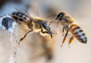 Feral honey bees interact at the edge of their hive behind a fruit processing barn