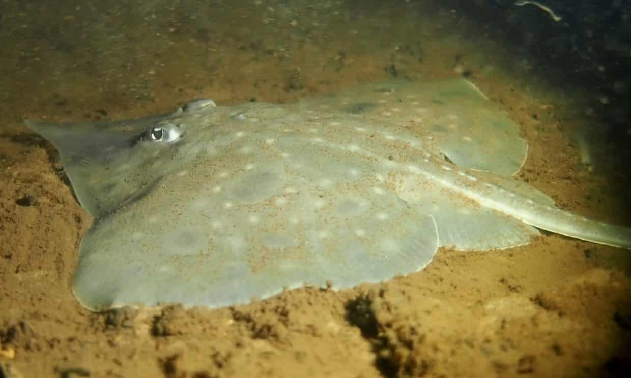 Five species face immediate concern of extinction, scientific committee warns Australian Labor Five species face immediate concern of extinction, scientific committee warns Australian Labor