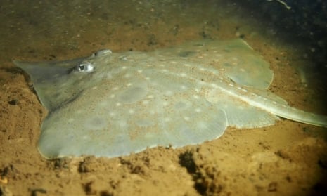 This unique endangered Maugean skate, only found in Tasmanian waters, is at risk from polluted waters in Macquarie Harbour.