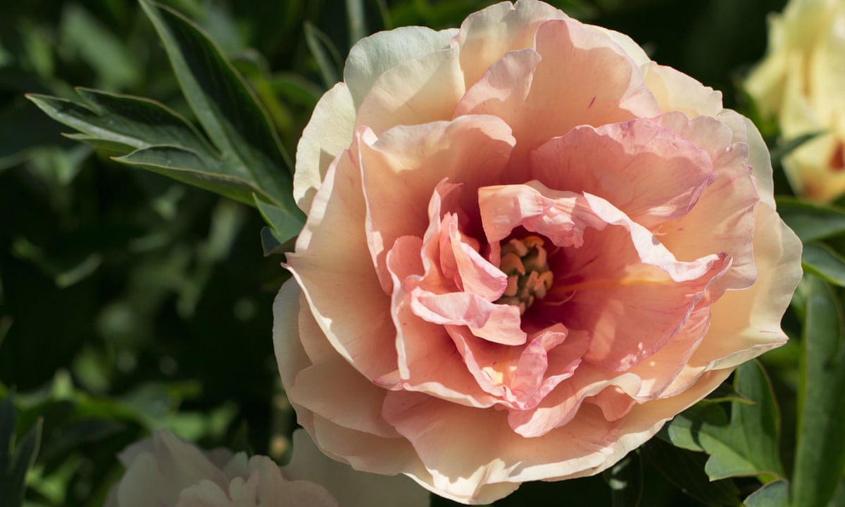 Miraculous Itoh Peonies Are Glorious Gardening Advice The Guardian Miraculous Itoh Peonies Are Glorious Gardening Advice The Guardian