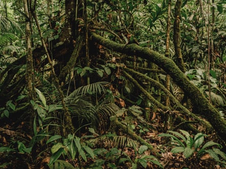 Cidades flutuantes de troncos: poderão os “pulmões de África” sobreviver à sua exploração?