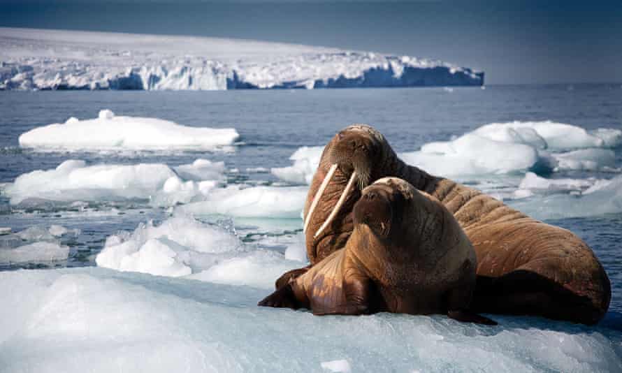 A walrus mother and calf resting on an iceberg in Svalbard, Norway.