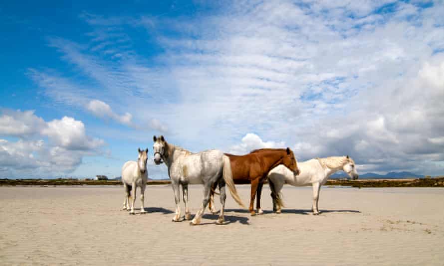 Un poney Connemara et des chevaux de trait irlandais.