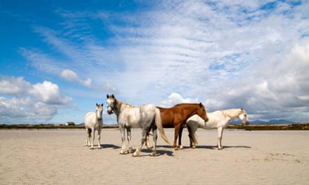 A Connemara pony and Irish draught horses.