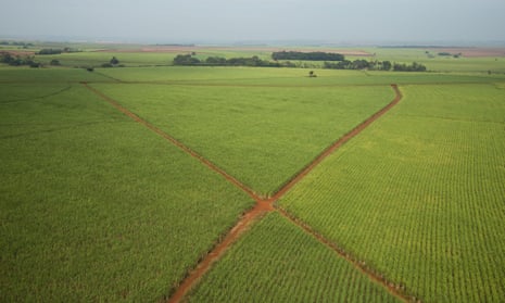 A vast green field of sugarcane