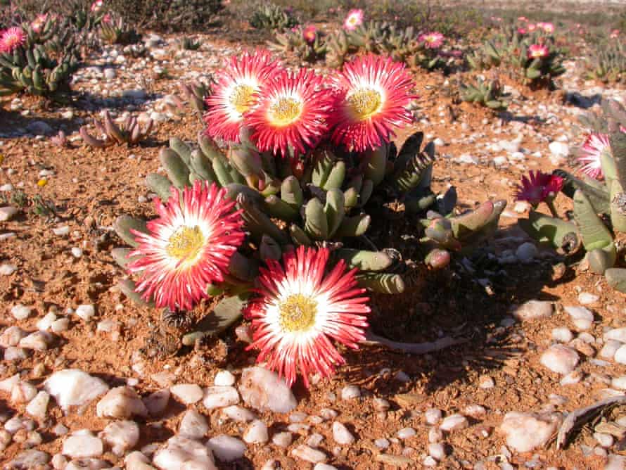 Namaqualand ist ein Hotspot für Sukkulenten wie Cephalophyllum spissum.