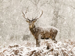 The snow stag, by Joshua Cox, UK