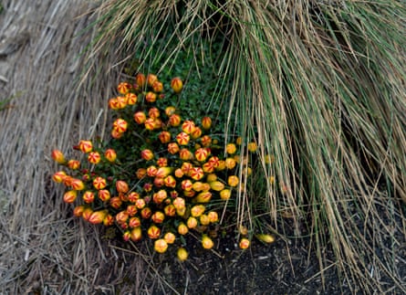 Orange flowers growing next to corse grass