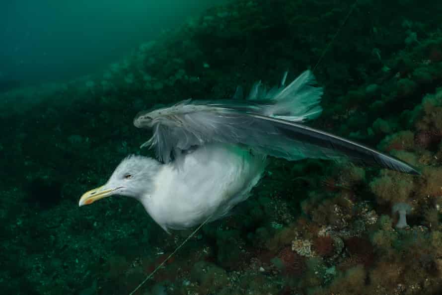 A gull caught up and drowned in ghost fishing line in Norway’s Saltstraumen strait, photographed by Galice Hoarau.