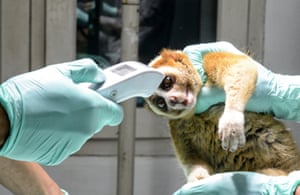 A medical officer conducts a health check on a Javan slow loris, one of 10 that were released into the wild at the International Animal Rescue Rehabilitation Center in Bogor, West Java, Indonesia. The species (Nycticebus javanicus) is one of the world’s most endangered