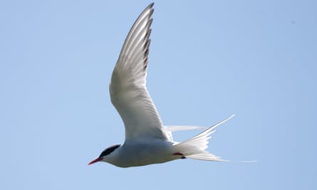 An Arctic tern, ‘one of the UK’s most elegant summer seabird visitors’.
