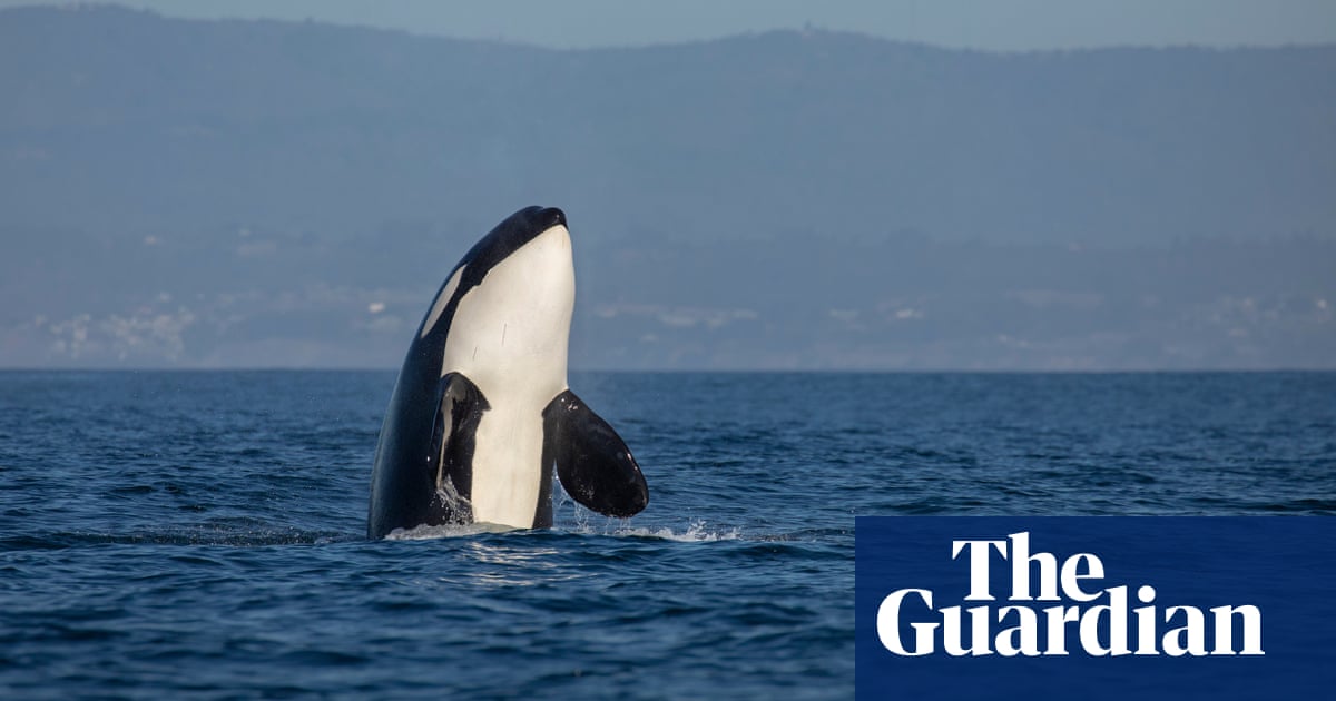 Single orca seen killing great white shark off South African coast | Animal behaviour
