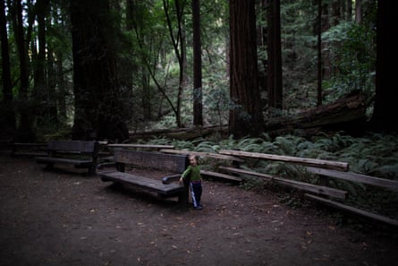 A child plays in Muir Woods. The park has implemented a parking reservation system to ease crowding.
