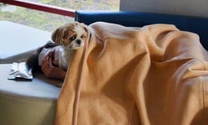 A local resident rests with a pet dog at an evacuation center after an earthquake in Mashiki town.