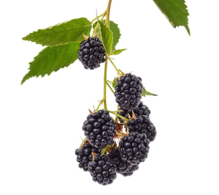 Blackberry or bramble (Rubus fruticosa).