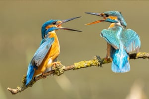 A pair of kingfishers squabbling at Knepp Wildland in Sussex.