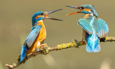 A pair of kingfishers at Knepp, Sussex.
