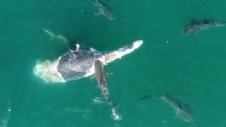 Dozens of tiger sharks devour whale carcass in feeding frenzy off Queensland coast