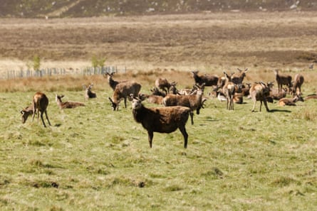 A herd of deer in a field