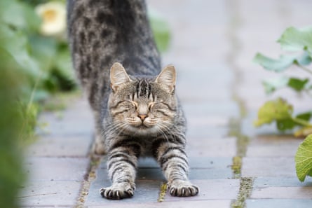 Tabby cat stretching