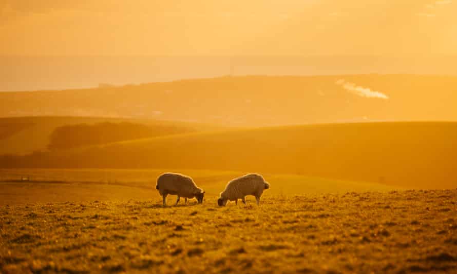 Moutons sur les bas