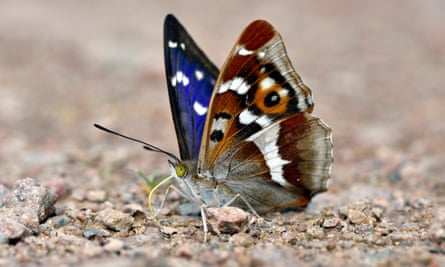 A purple emperor butterfly.