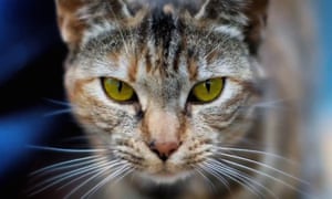 You May Confer Test Your Knowledge Of Literature Music And Art Christmas Quiz Books The Guardian