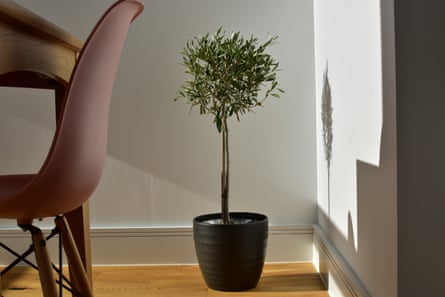 Petit olivier dans un pot noir dans une maison à côté d'une table et d'une chaise