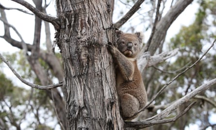A koala affected by 2019-20 bushfires is released back into native bushland following treatment at the Kangaroo Island Wildlife Park