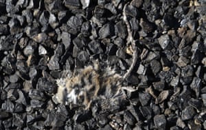 A mouse carcass is pressed into the road near Bogan Gate