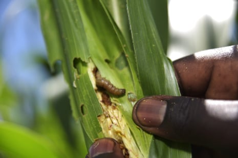 An agriculture officer inspects maize plants damaged by fall armyworm in Kenya’s Trans Nzoia region.