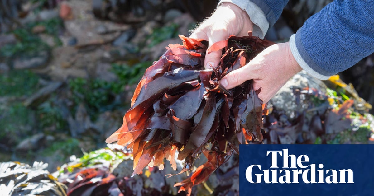 ‘Sea forest’ would be better name than seaweed, says UN food adviser