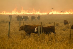 Le bétail paît dans un contexte flamboyant dans la région du Chaco la semaine dernière