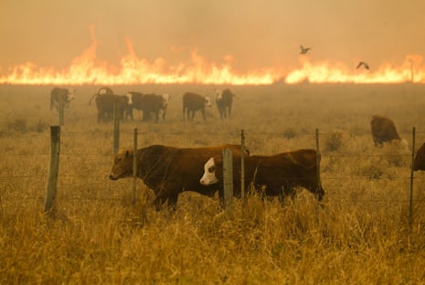 Cattle graze against a blazing backdrop in the Chaco region last week