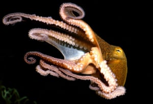 An octopus swimming