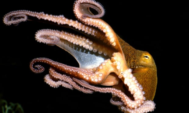 Among the invertebrates they’re weird, amongst the molluscs they’re weirder still. Where did octopuses come from? 
